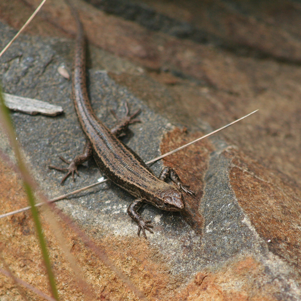 Agile Cool-Skink