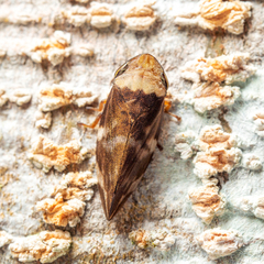 Ptyelinellus praefractus