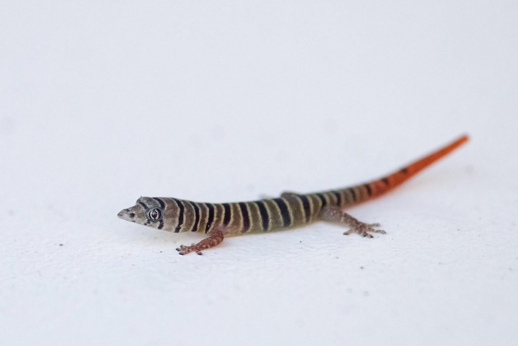 Ashy Gecko