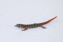 Sphaerodactylus elegans