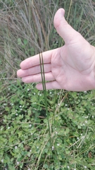 Juncus roemerianus