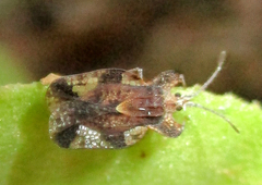 Sinuessa subinermis