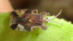 Sinuessa subinermis
