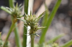 Eryngium aristulatum