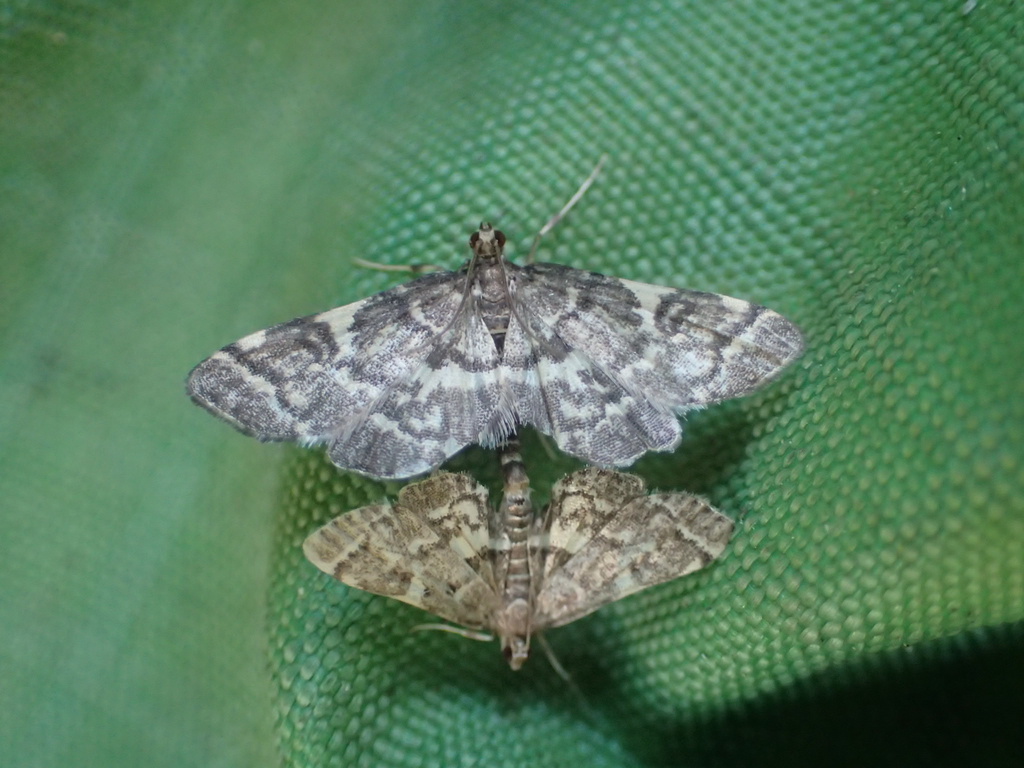 Yellow-spotted Webworm Moth