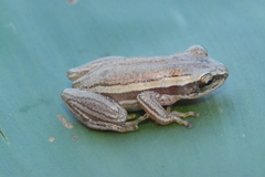 Hyperolius pictus