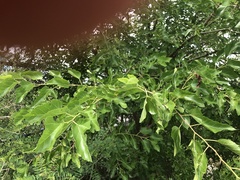 Morus alba
