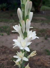 Polianthes tuberosa
