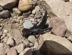 Mastigoproctus giganteus