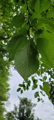 Alnus