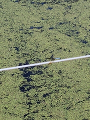 Pachydiplax longipennis