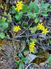 Sedum acre