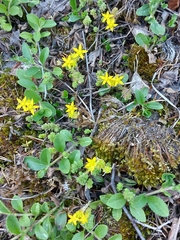 Sedum acre