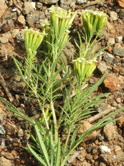 Tagetes minuta