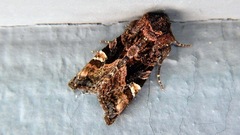 Euplexia