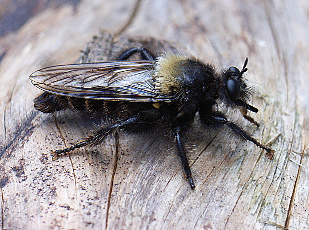 Laphria ephippium