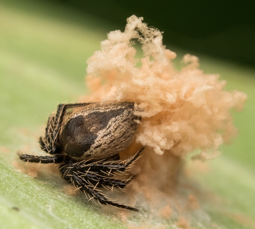 Emertonella taczanowskii (Keyserling, 1886)