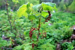 Ribes biebersteinii