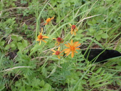 Tephroseris porphyrantha