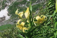 Lilium kesselringianum