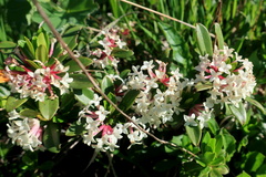 Daphne glomerata