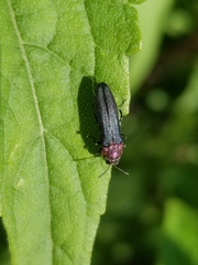 Agrilus huachucae