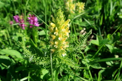 Pedicularis condensata