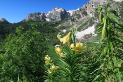Lilium kesselringianum