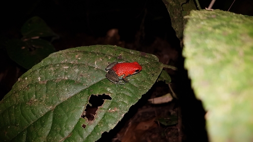 Oophaga granulifera