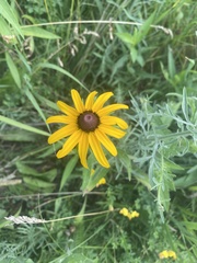 Rudbeckia hirta