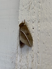 Automeris zephyria