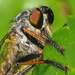 Neoitamus socius - Photo (c) Soebe, algunos derechos reservados (CC BY-SA)
