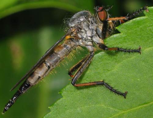 Neoitamus socius