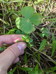 Marsilea minuta