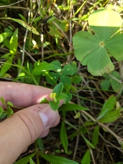 Marsilea minuta