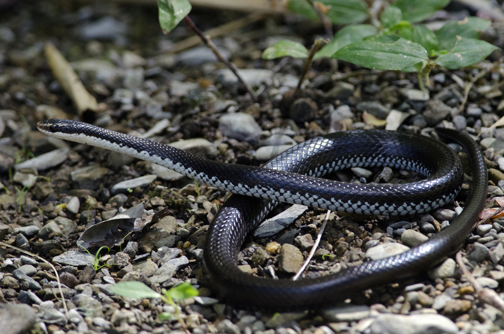 Cuban Lesser Racer (Caraiba andreae) - Snakes and Lizards