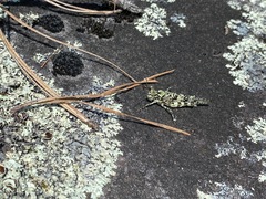 Trimerotropis saxatilis