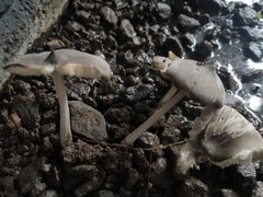 Termitomyces
