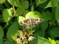 Perizoma alchemillata