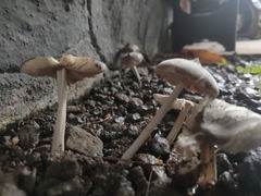 Termitomyces