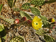 Opuntia microdasys