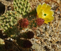 Opuntia microdasys