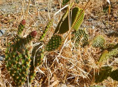 Opuntia microdasys