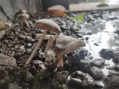 Termitomyces