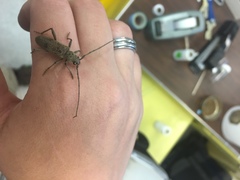 Brothylus gemmulatus