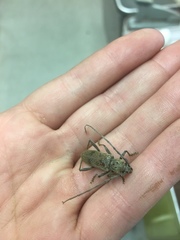 Brothylus gemmulatus