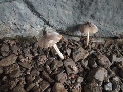 Termitomyces