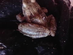 Ptychadena mossambica