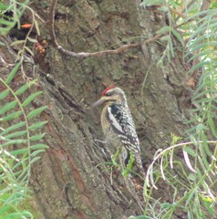 Sphyrapicus varius