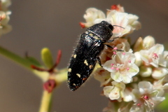 Acmaeodera angelica